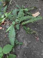 Image of Austroblechnum microphyllum (Goldm.) Gasper & V. A. O. Dittrich