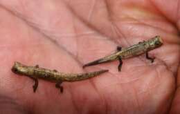 Image of Mount d'Ambre Leaf Chameleon