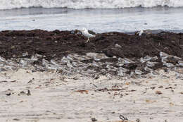 Image of Little Stint