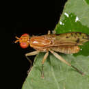 Image de Tetanocera clara Loew 1862