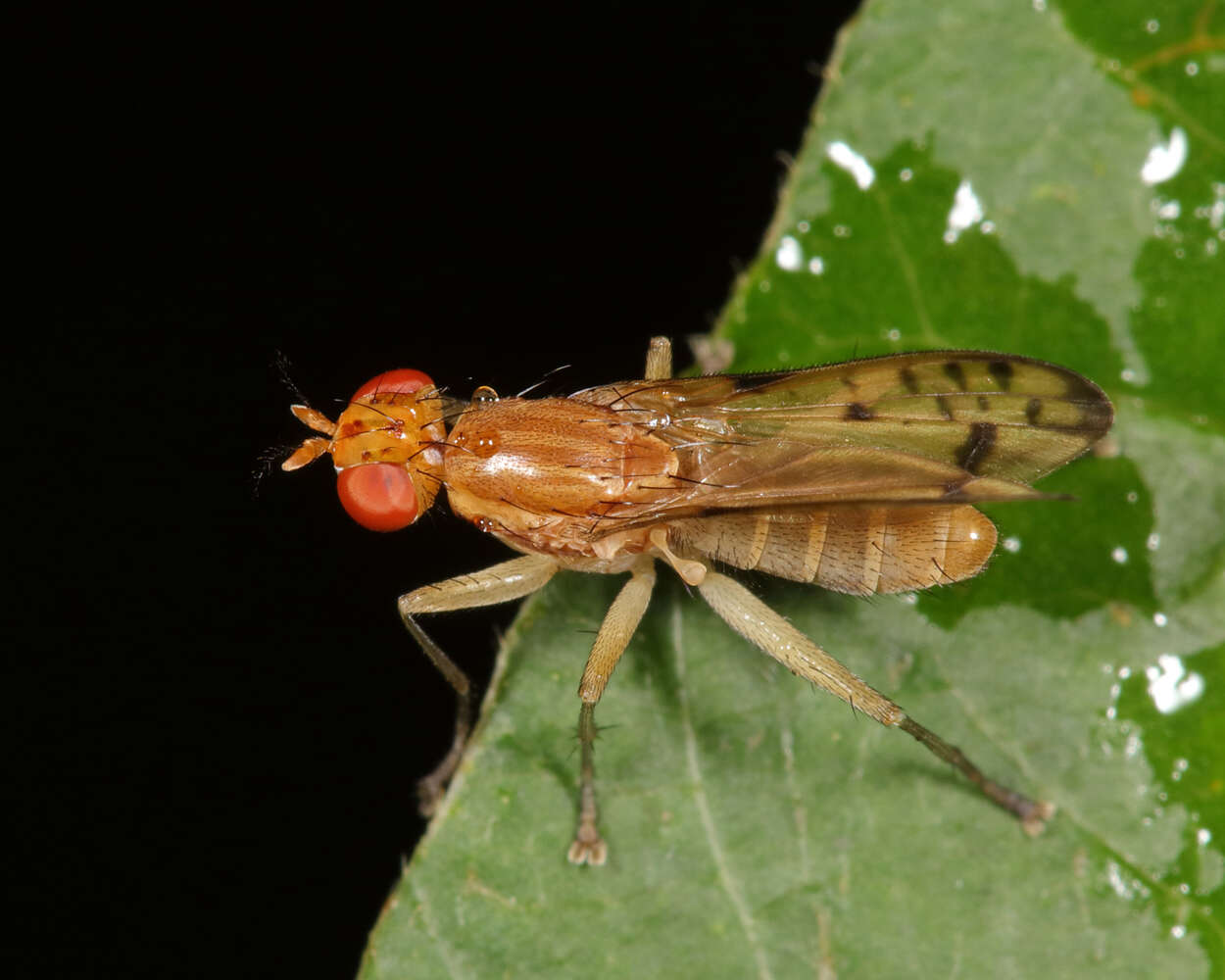 Image of Tetanocera clara Loew 1862