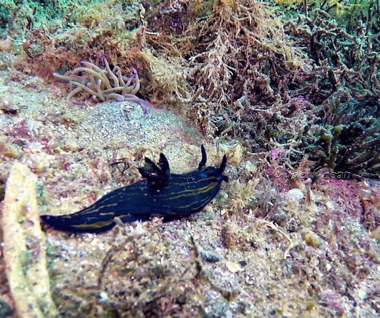 Image of Tyrannodoris europaea (García-Gómez 1985)