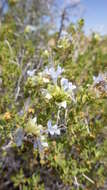 Image of Mojave sage