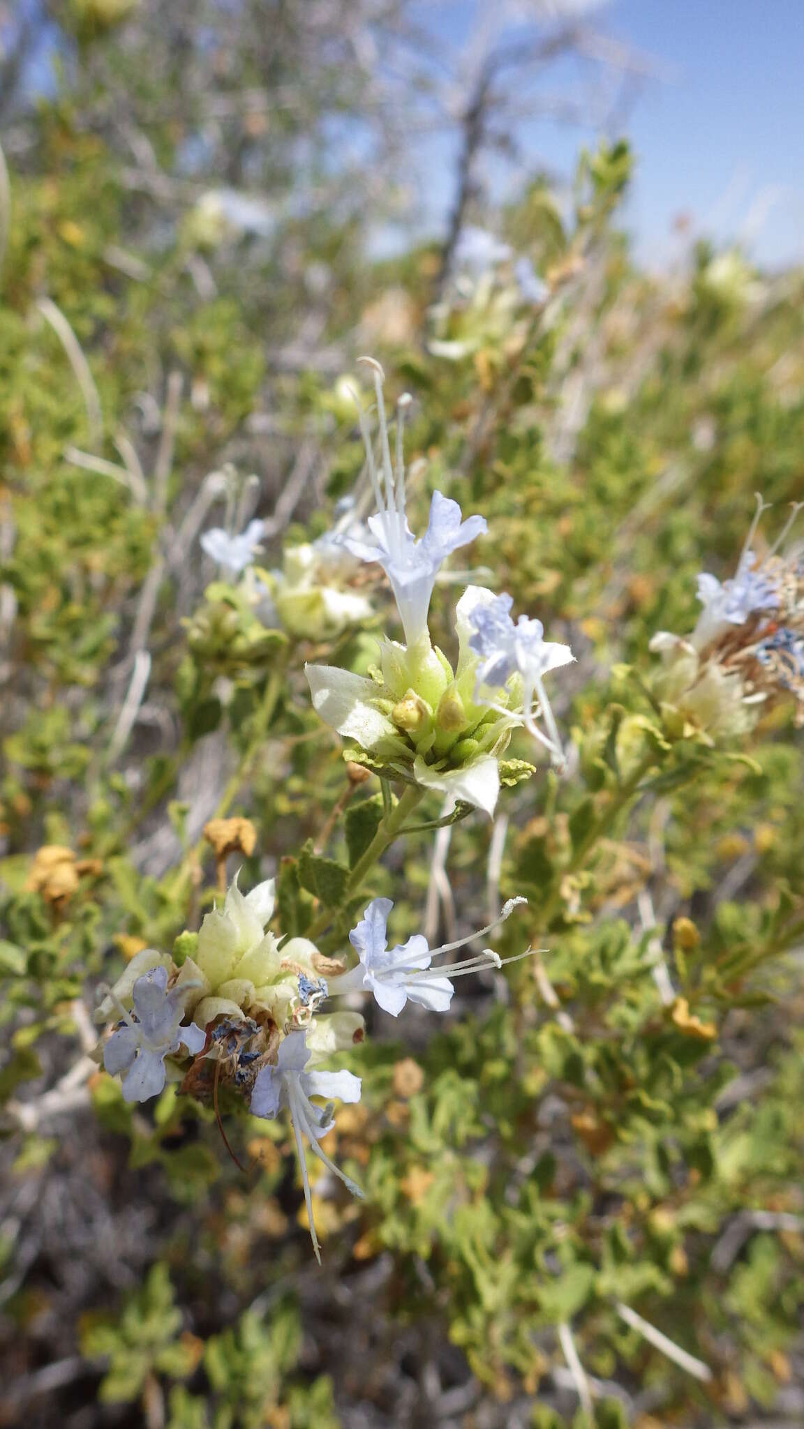 Image of Mojave sage