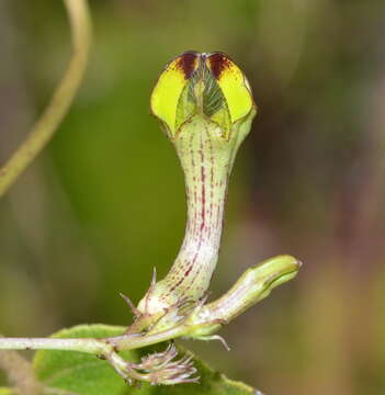 Image of Ceropegia carnosa E. Mey.