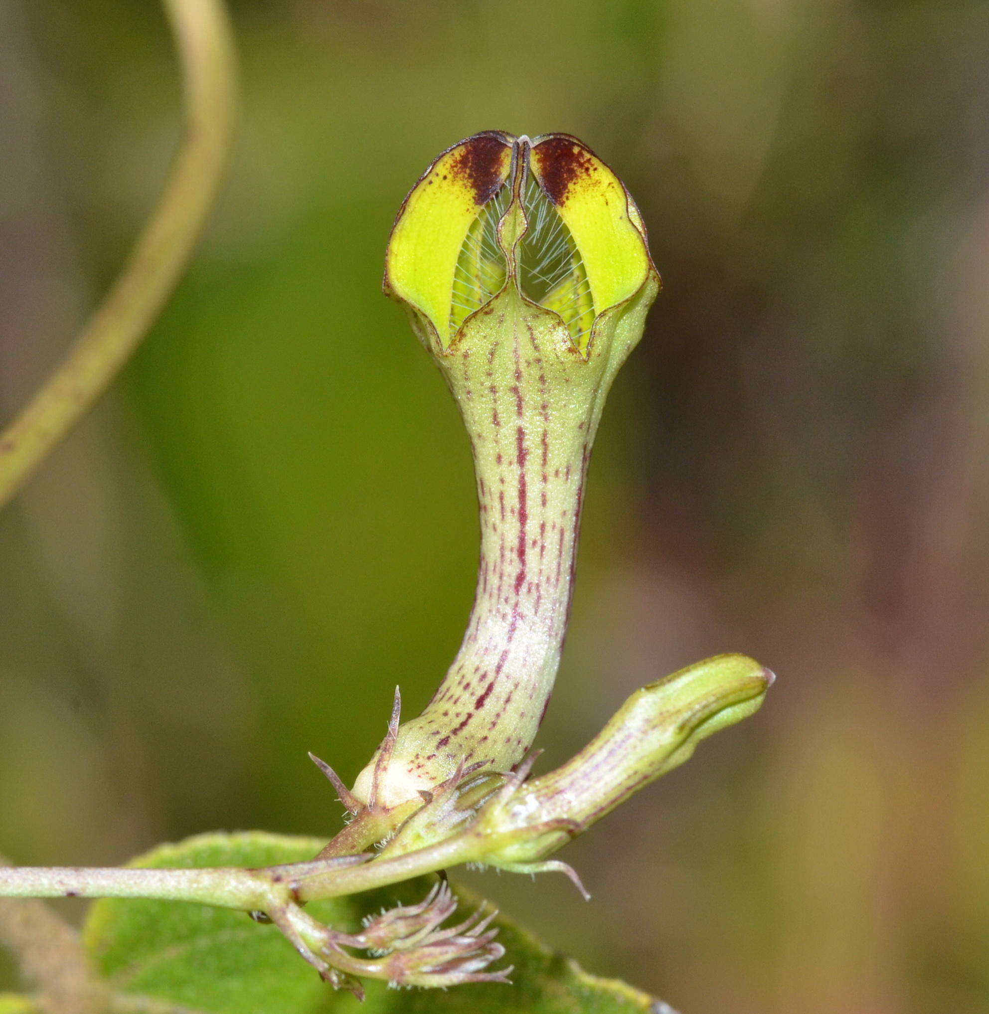 Sivun Ceropegia carnosa E. Mey. kuva