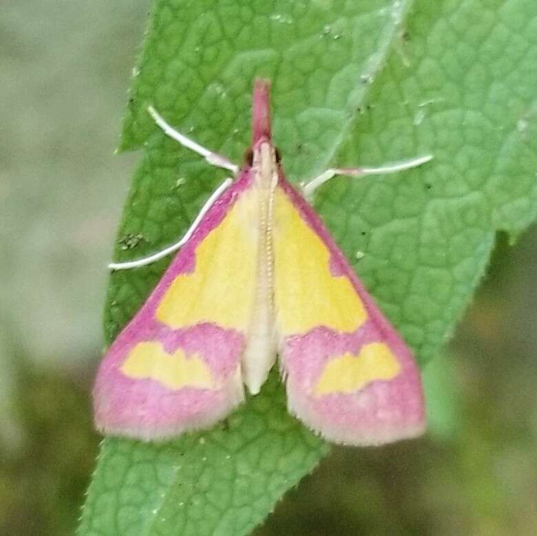 Choristostigma roseopennalis Hulst 1886 resmi