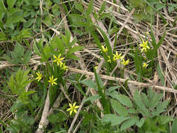 Image of Gagea granulosa Turcz.