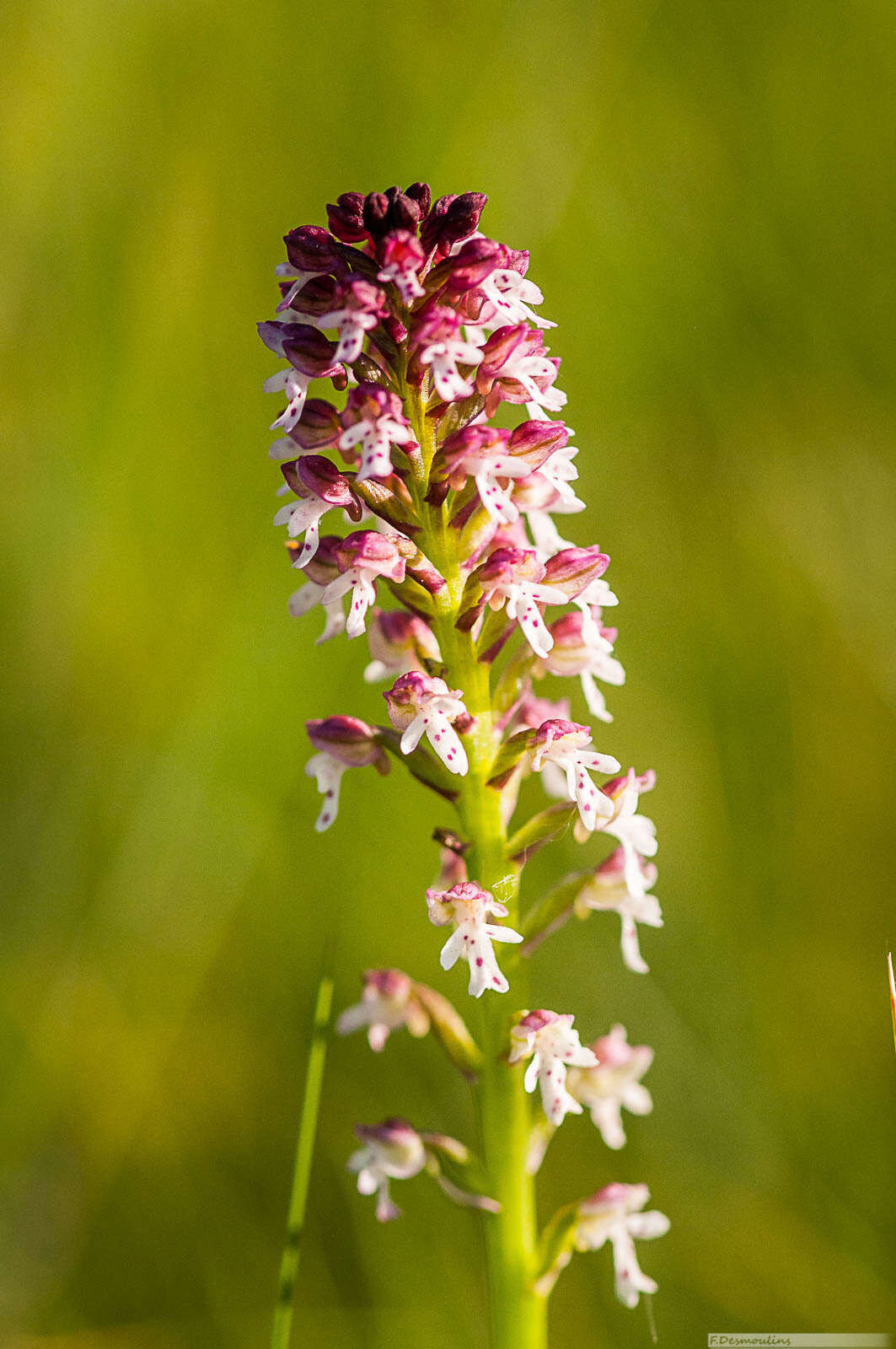 Image of Neotinea ustulata var. ustulata