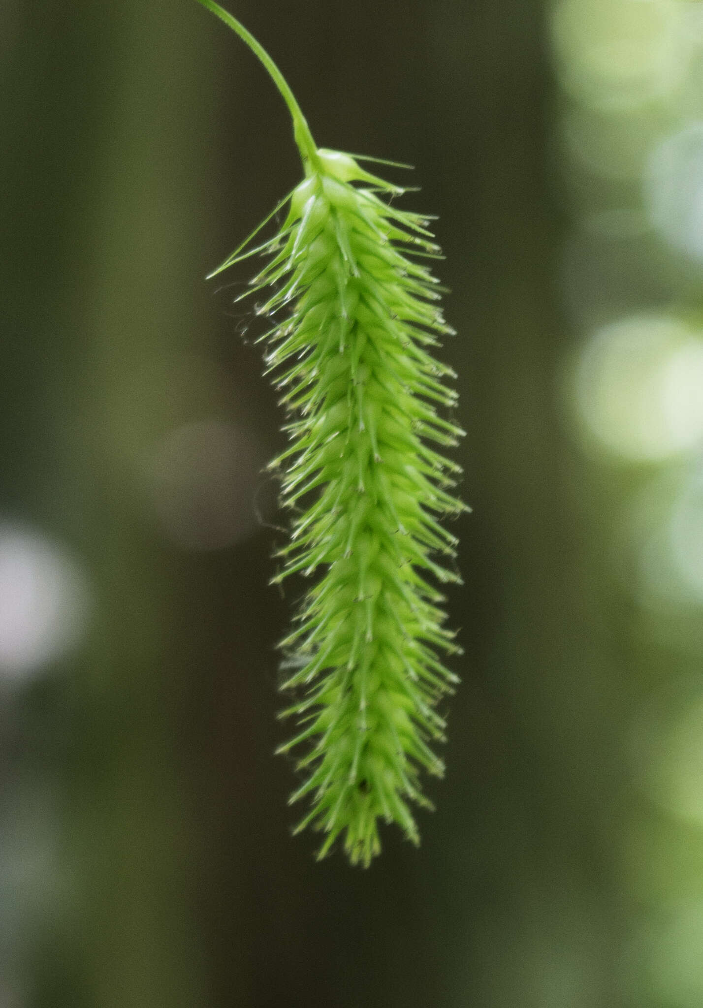 Image of bottlebrush sedge