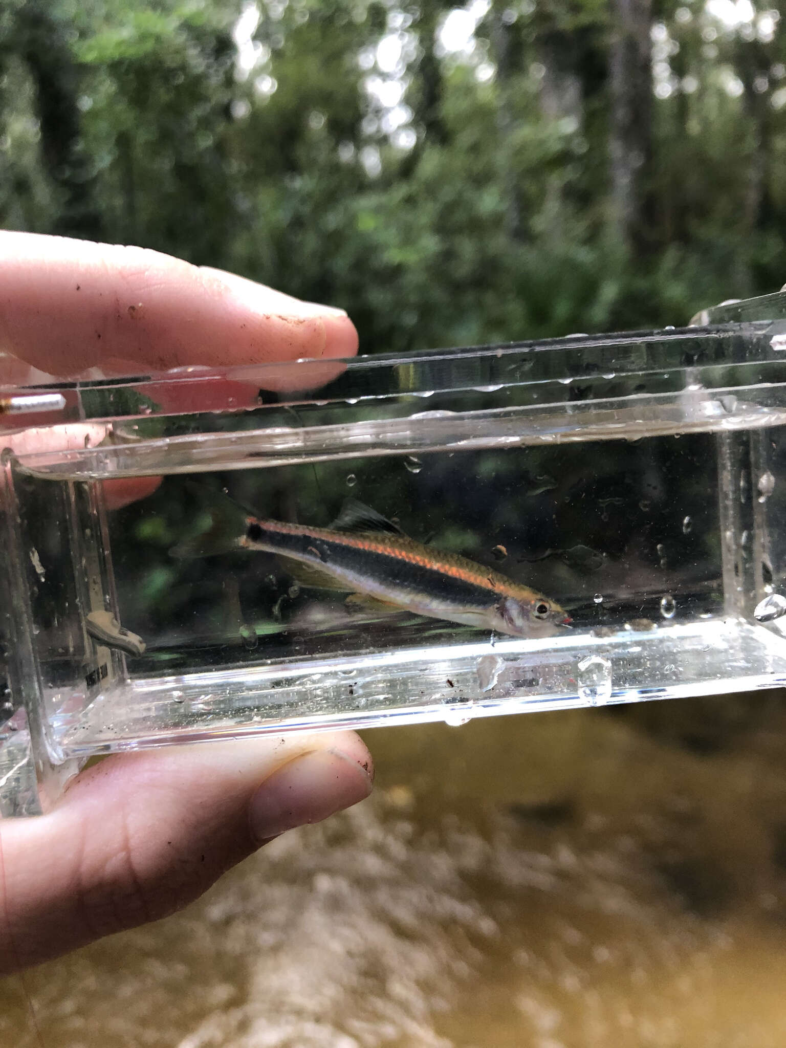 Image of Metallic Shiner