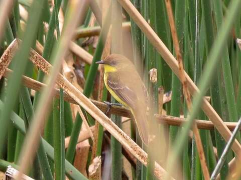 Image of Warbling Doradito