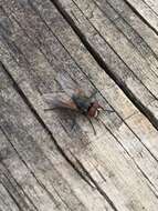 Image of house fly