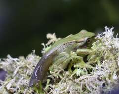 Image of Emerald Forest Frog