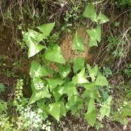 Ageratina deltoidea (Jacq.) R. King & H. Rob.的圖片