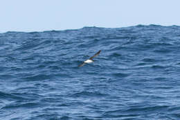 Image of Hutton's Shearwater