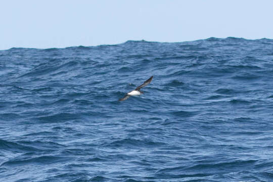 Image of Hutton's Shearwater