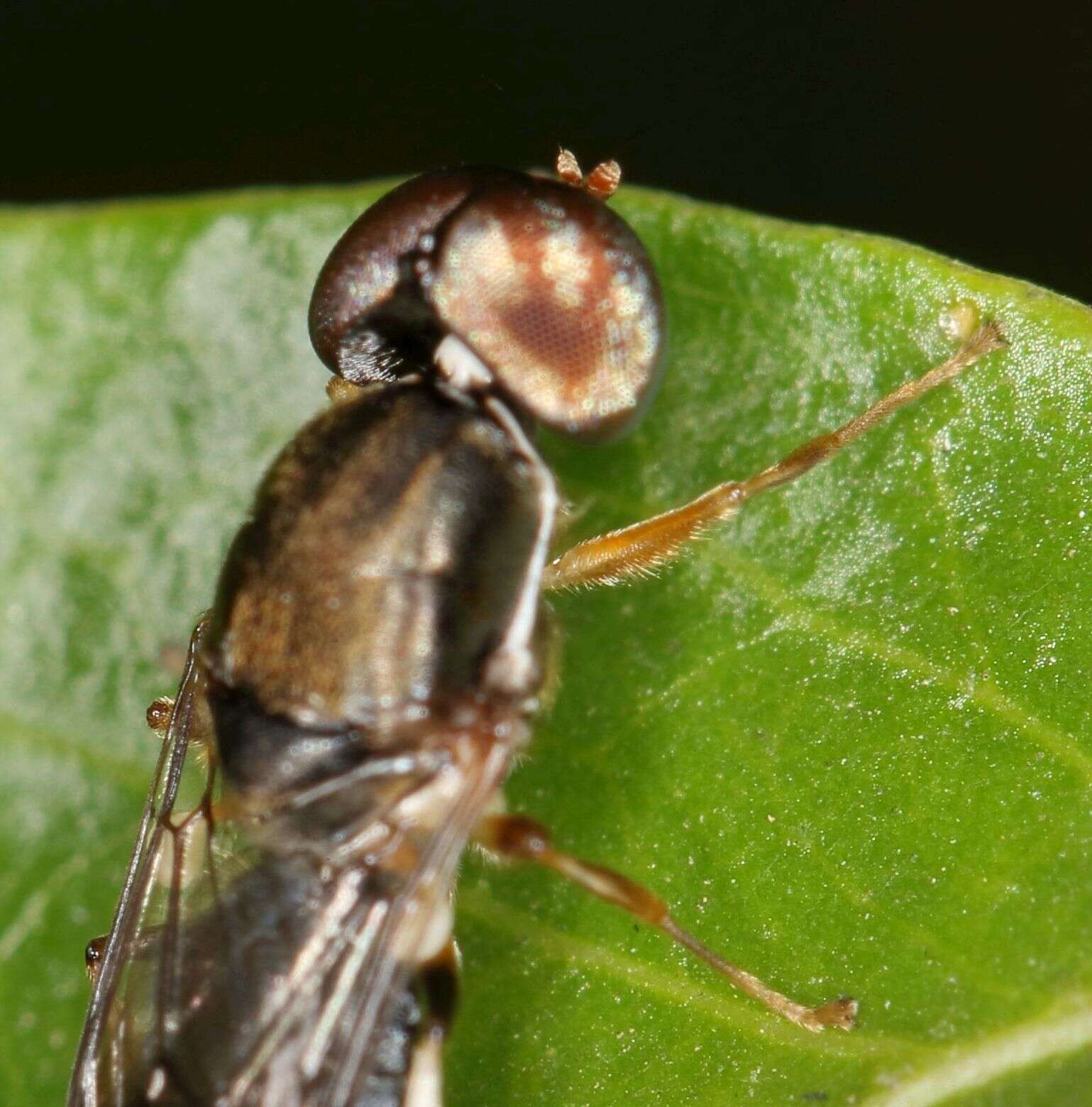 Image of Cephalochrysa calopa (Bigot 1879)