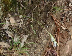 Imagem de Gladiolus vaginatus F. Bolus