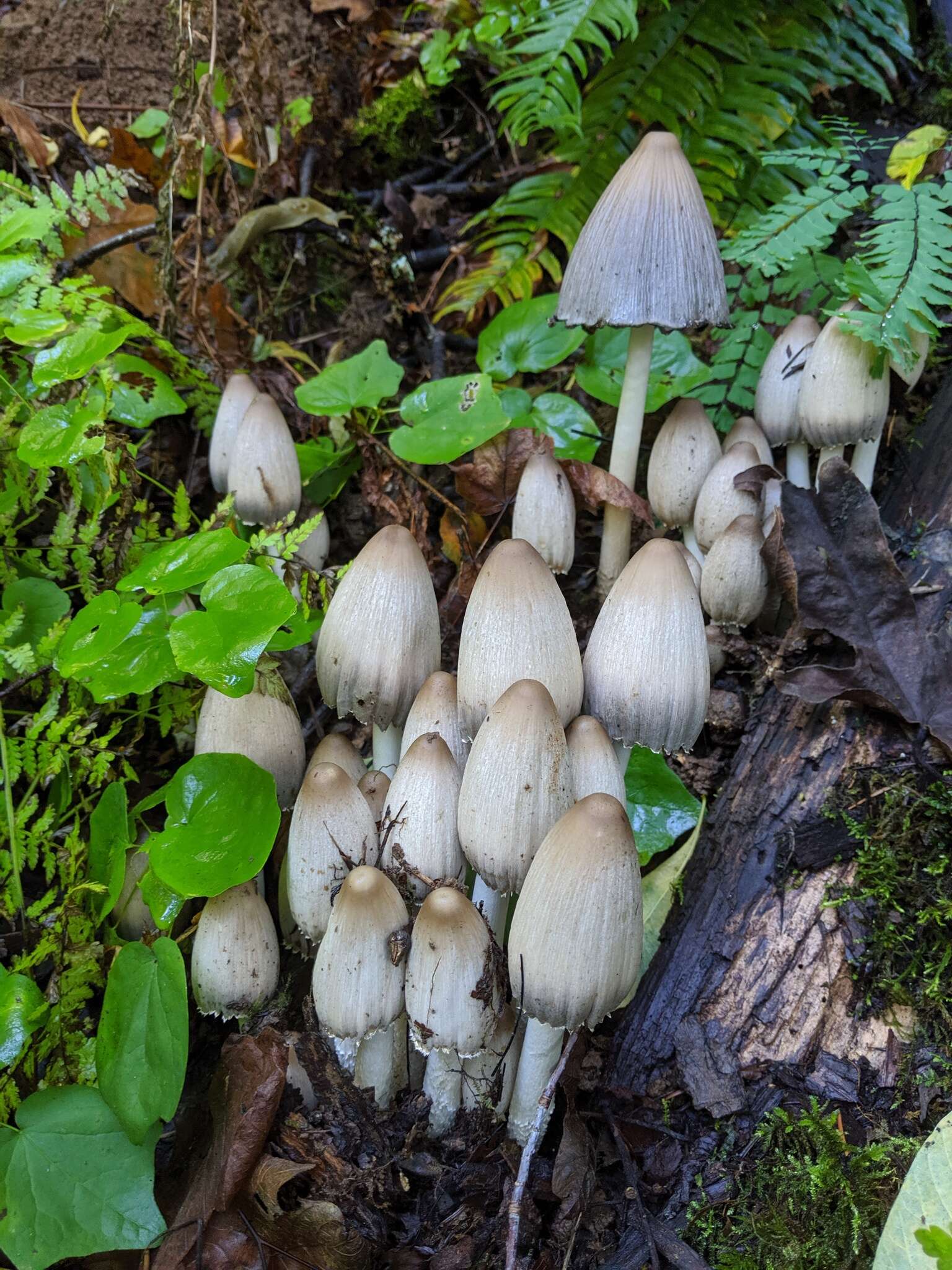 Image of Coprinopsis acuminata (Romagn.) Redhead, Vilgalys & Moncalvo 2001