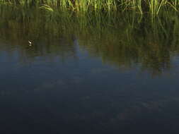 Image of Andean Swift