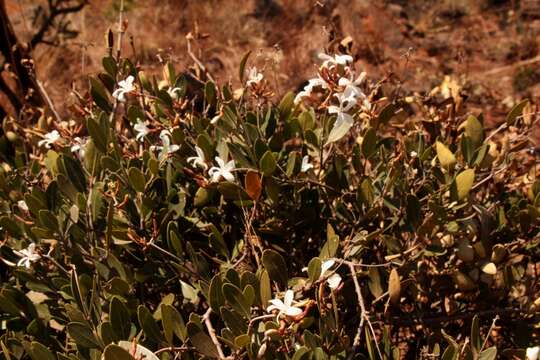 Ancylobothrys capensis (Oliv.) Pichon的圖片