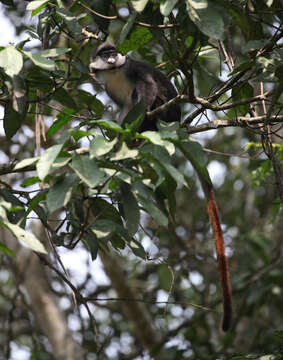 Cercopithecus ascanius (Audebert 1799) resmi