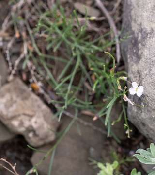 Image de Dontostemon perennis C. A. Mey.