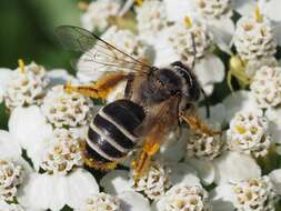 Image of Andrena flavipes Panzer 1799