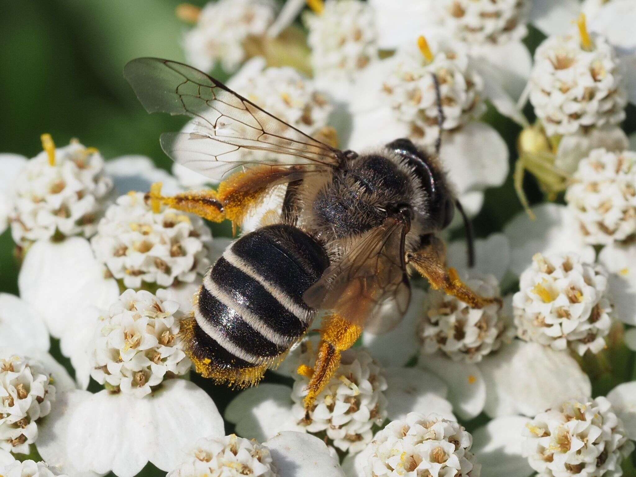 Image of Andrena flavipes Panzer 1799