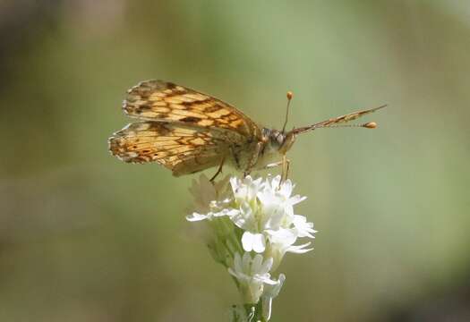 Image de Phyciodes pallida Edwards 1864