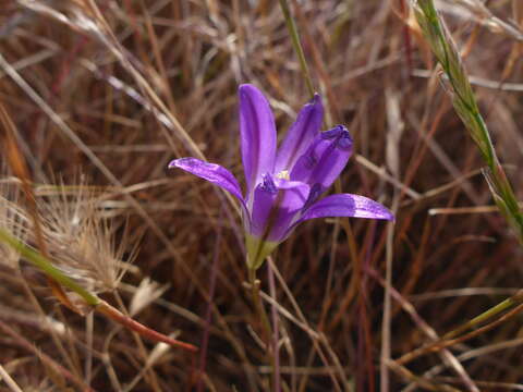 Image of harvest brodiaea