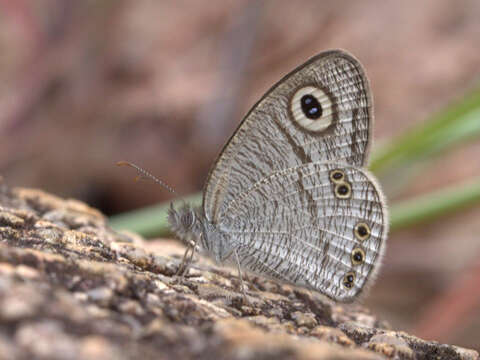 Слика од Ypthima striata