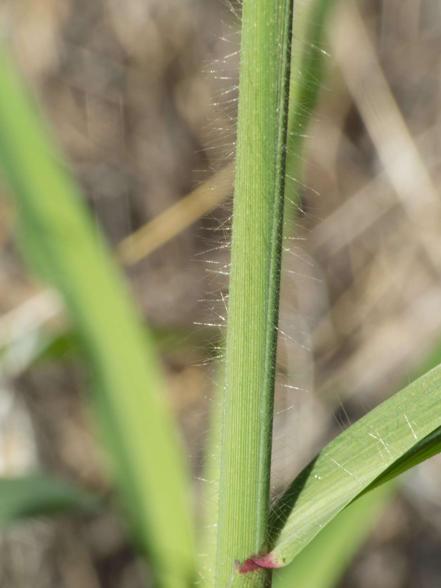 Слика од Leptochloa panicea subsp. brachiata (Steud.) N. Snow