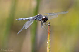 Слика од Celithemis martha Williamson 1922