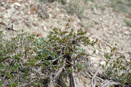 Image of Atraphaxis replicata Lam.