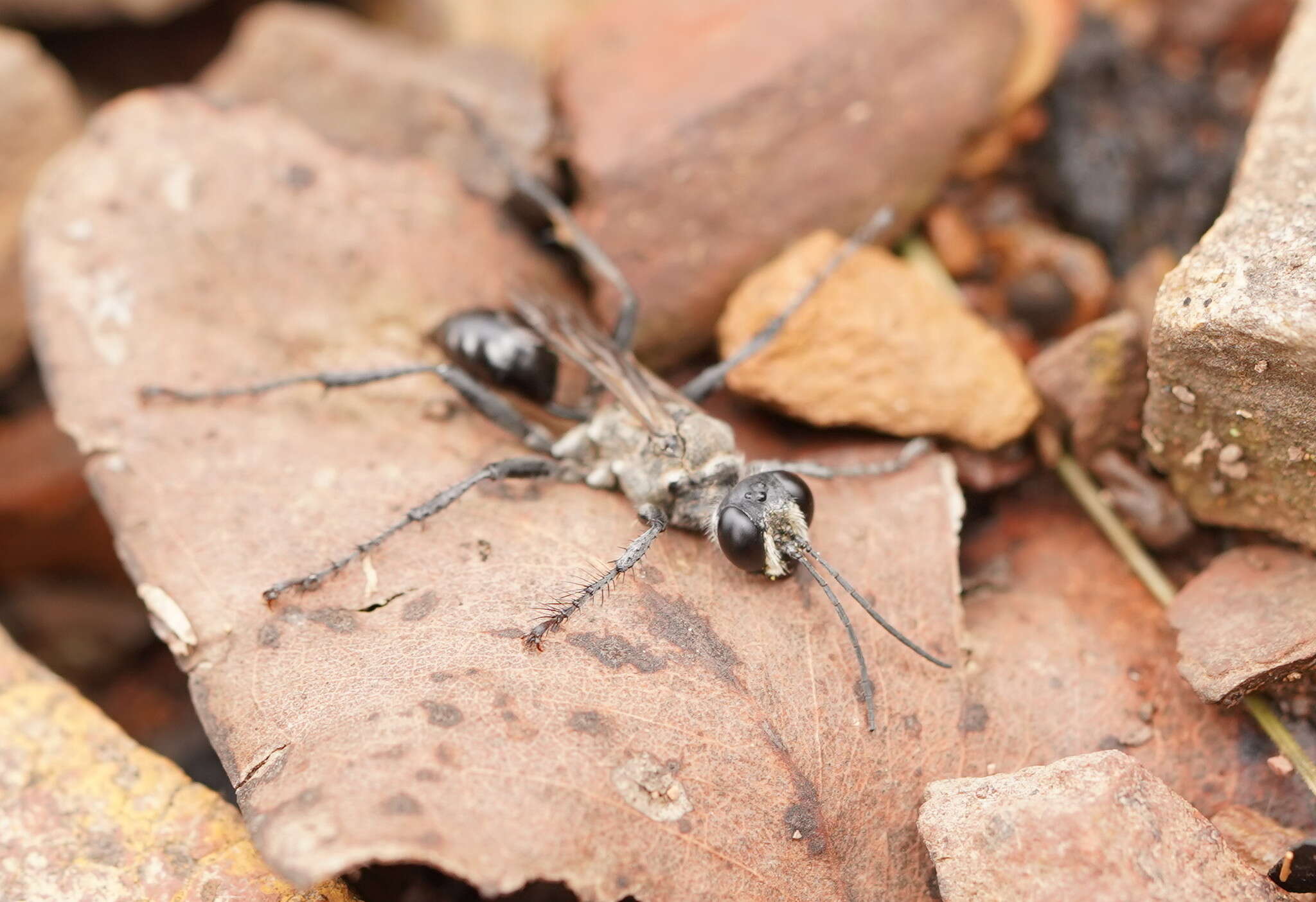 Image of Prionyx globosus (F. Smith 1856)