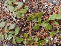 Image of Linnaea borealis var. longiflora Torr.