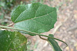 Image de Pyrenacantha scandens (Thunb.) Planch. ex Harv.