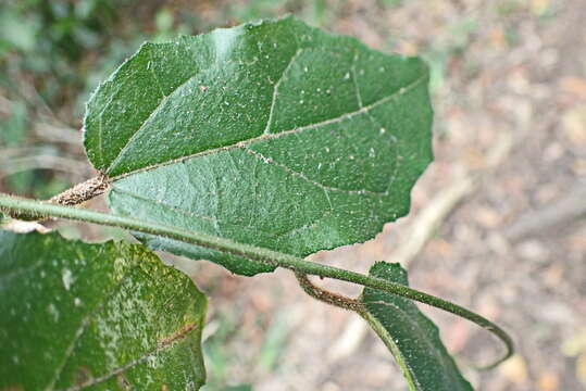 Image of Pyrenacantha scandens (Thunb.) Planch. ex Harv.