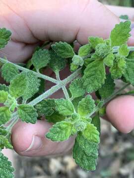 Image of Prostanthera incana A. Cunn. ex Benth.