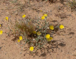 Image of Launaea mucronata subsp. cassiniana (Jaub. & Spach) N. Kilian