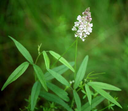 Image of Sampson's-Snakeroot