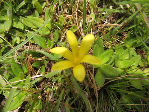 Imagem de Zephyranthes americana (Hoffmanns.) Ravenna