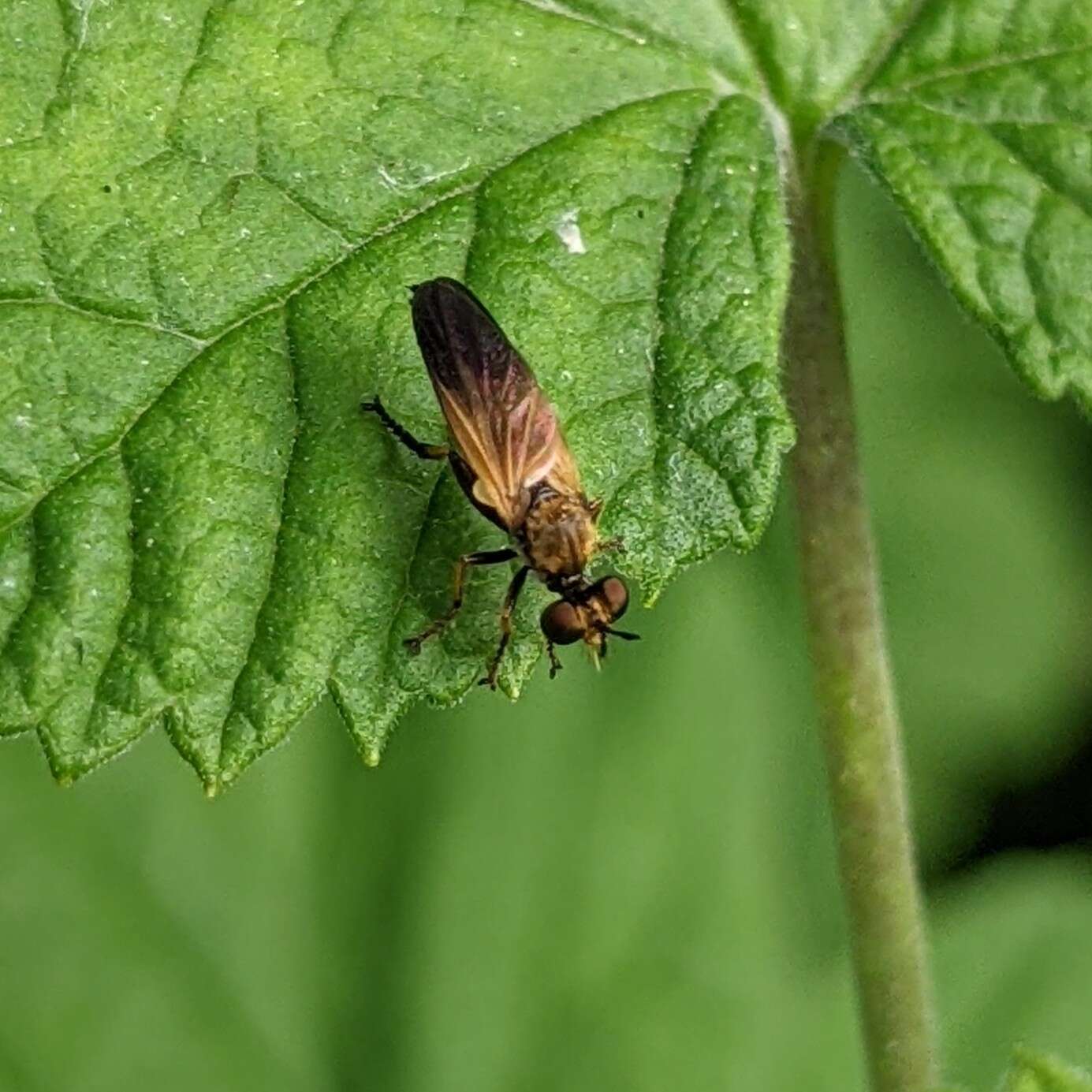 Image of Eudioctria sackeni (Williston 1883)