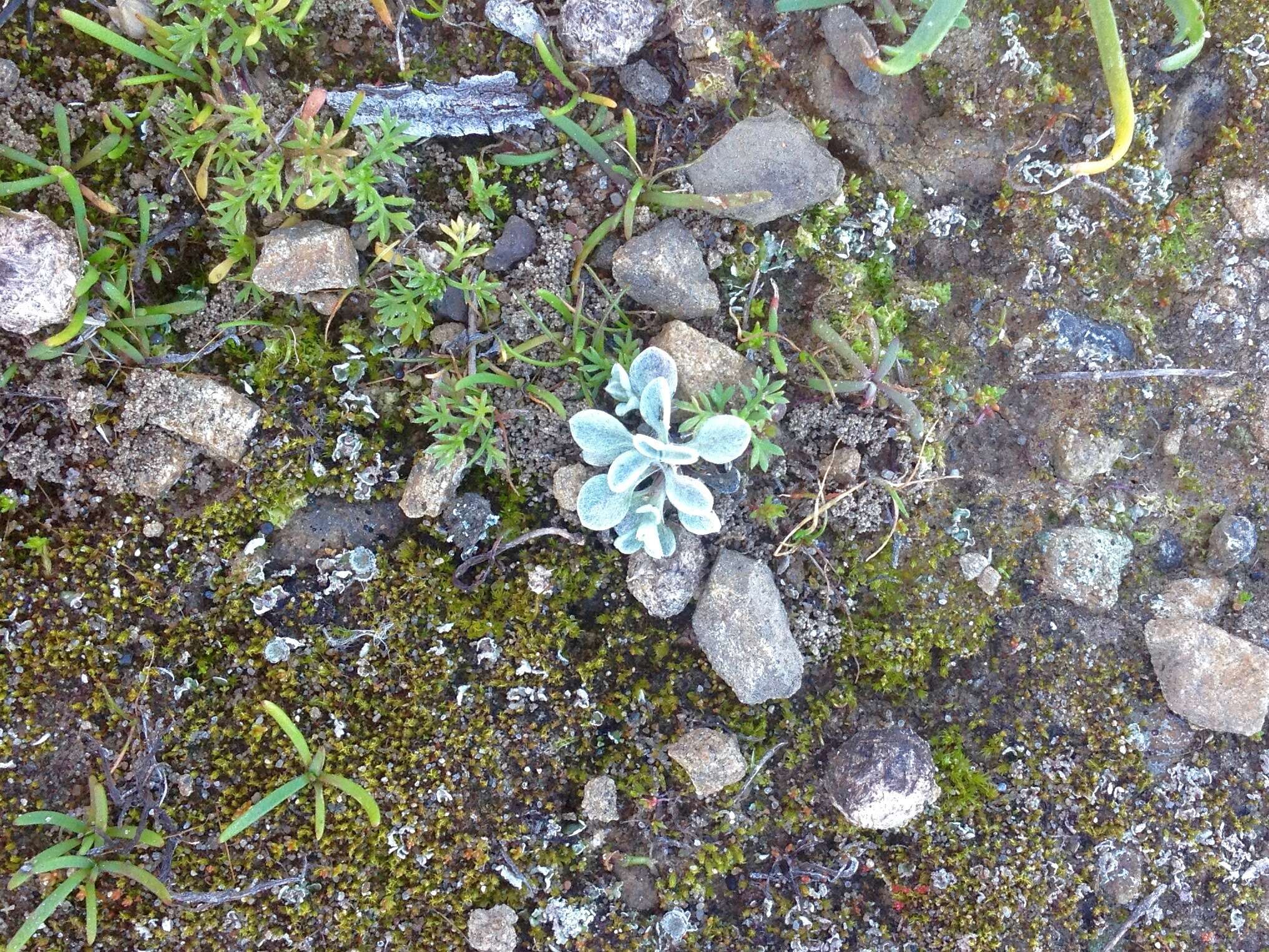 Imagem de Hesperevax sparsiflora var. brevifolia (A. Gray) J. D. Morefield