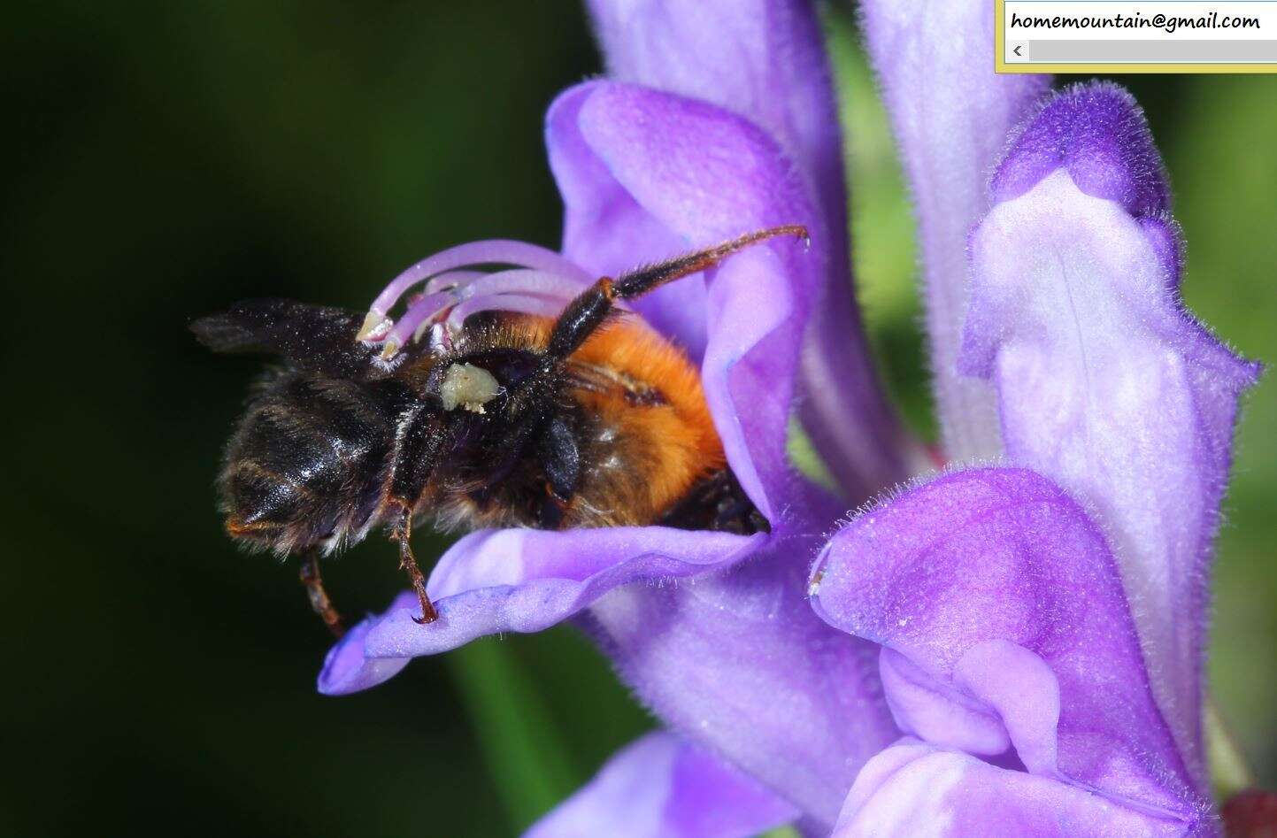 Слика од Bombus opulentus Smith 1861