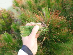 Image of Pinus radiata var. radiata