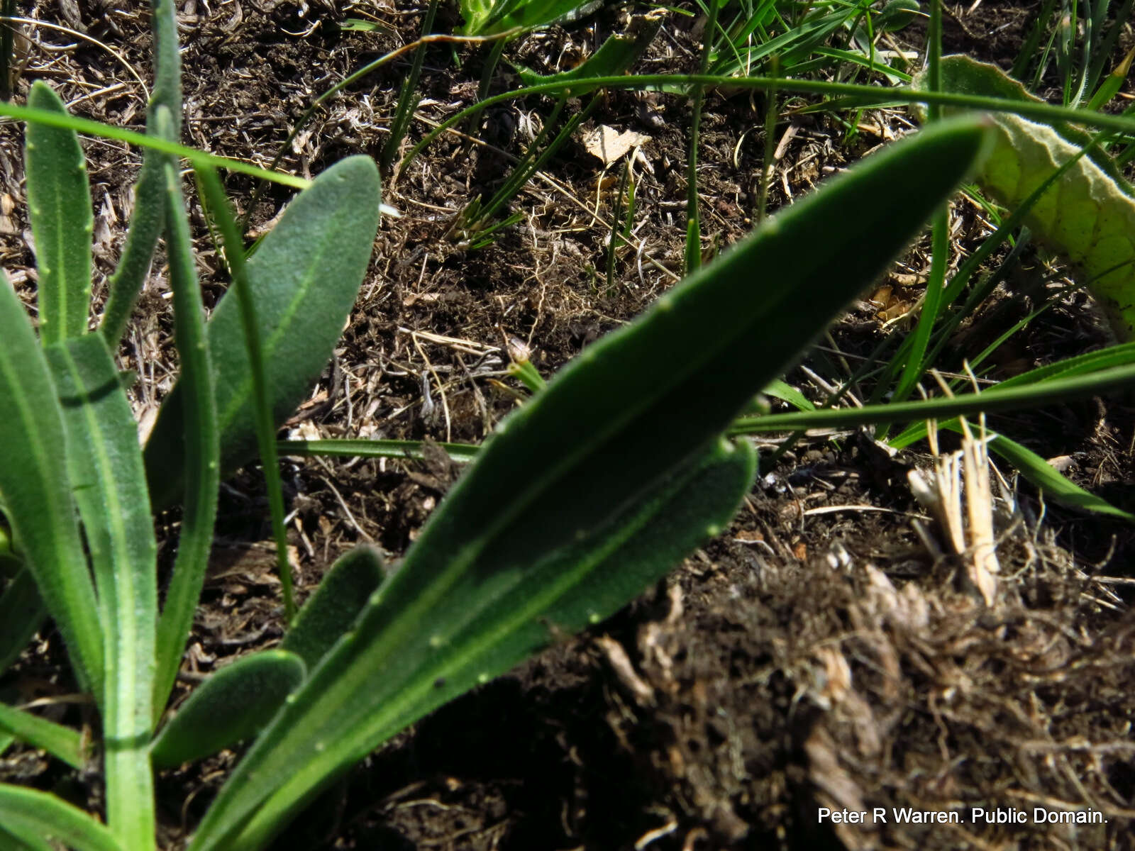 Image of Dimorphotheca jucunda Phill.