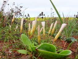 Imagem de Oxalis stictocheila Salter